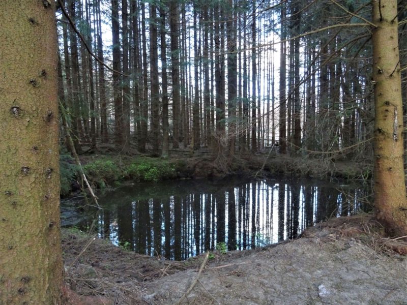 Zwei Löschwasserteiche im Nationalpark Harz ertüchtigt