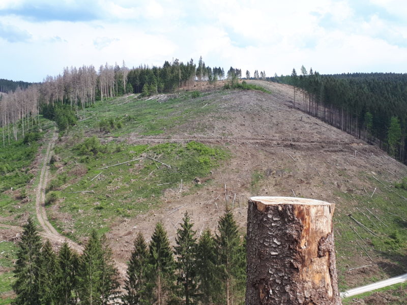 Pflanzaktionen: Der Harzer Wald geht nicht ohne uns