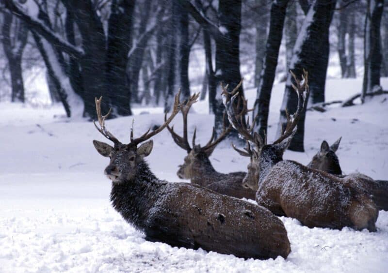 Naturerlebnis und Naturschutz bei Schnee und Eis